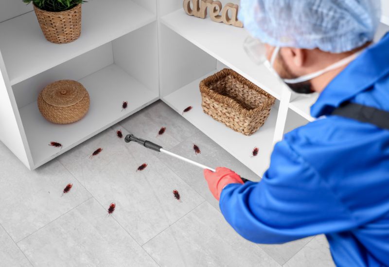 pest control pitampura